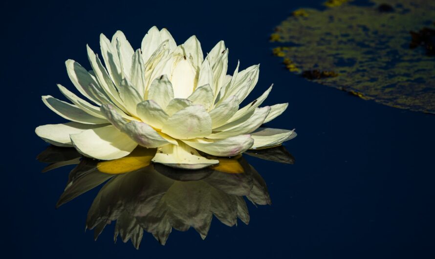 פרח מים – הגדרה ומשמעות